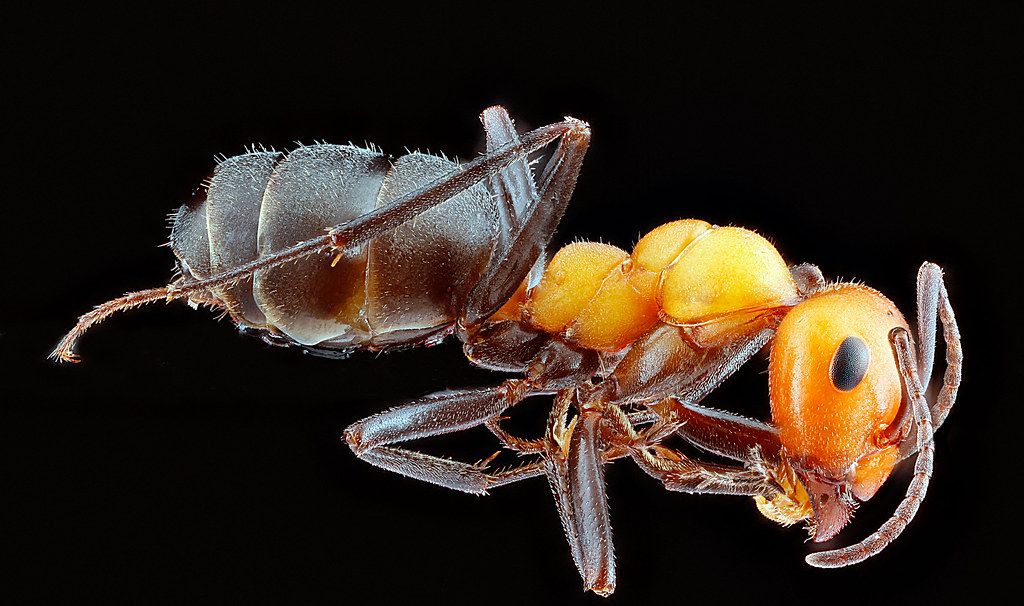 Ant Control service in Dublin, CA