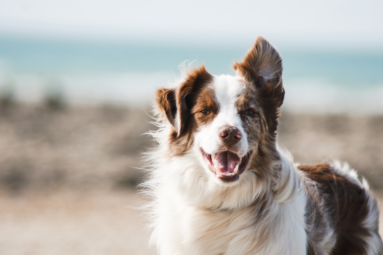 Flea & Tick Control service in Dublin, CA