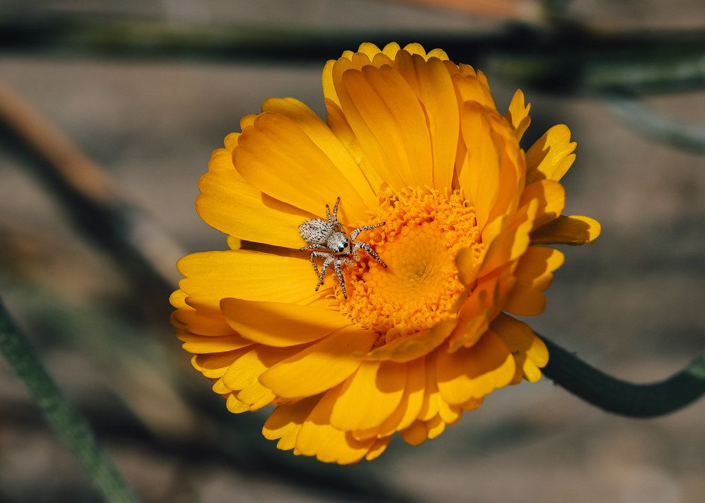 Spider Control service in Dublin, CA